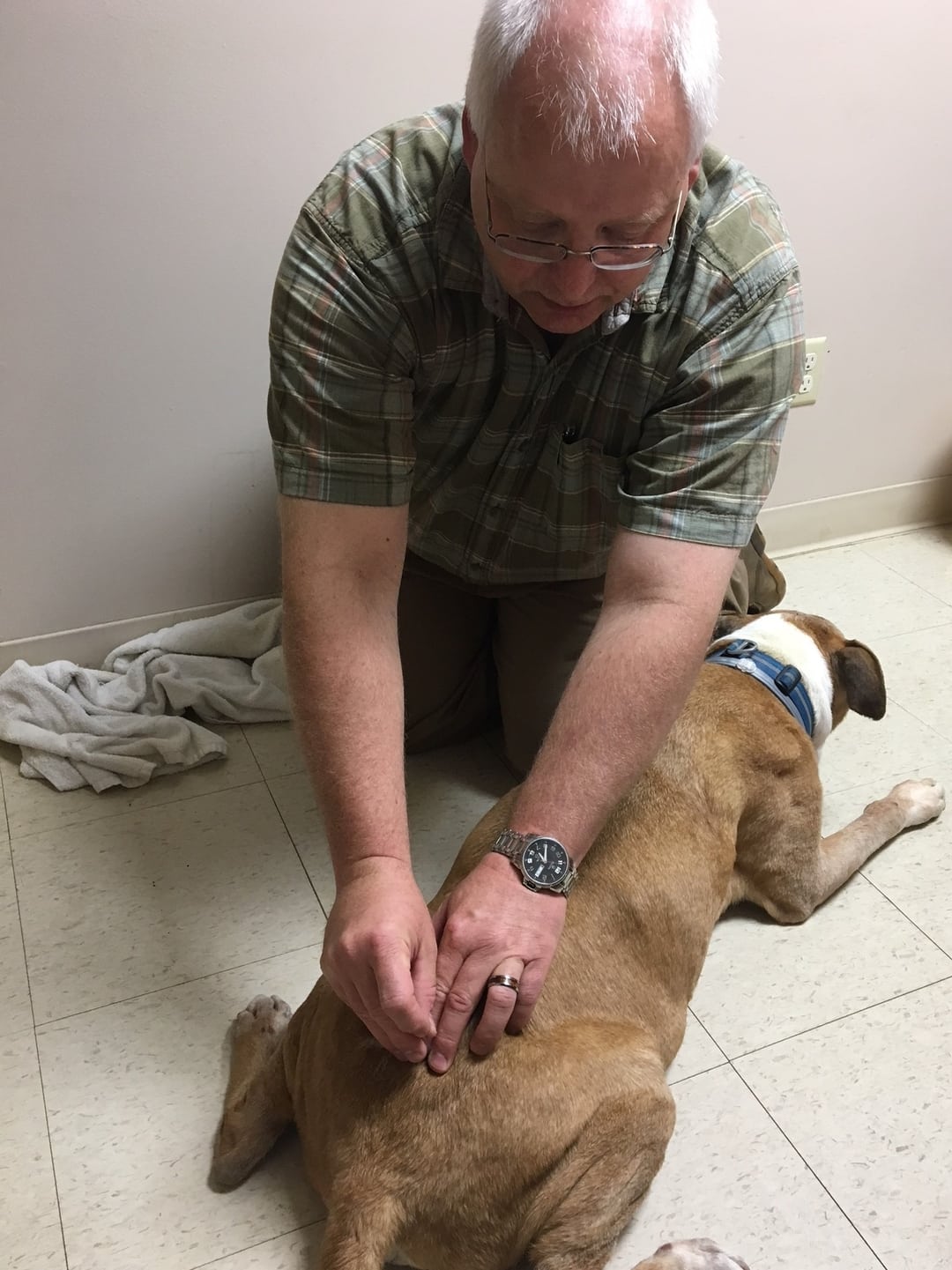 Doctor providing Acupuncture on Dog