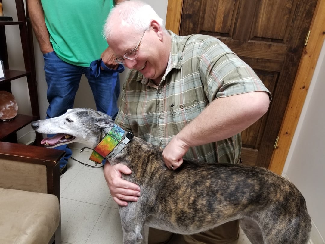 Doctor giving Greyhound a Chiropractic Treatment