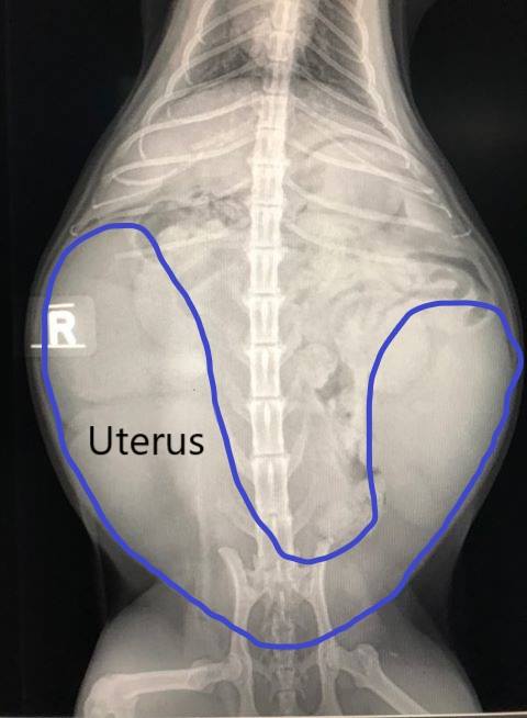 Radiograph of cat with pyometra