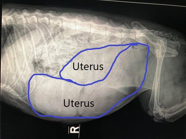 Radiograph of cat with pyometra