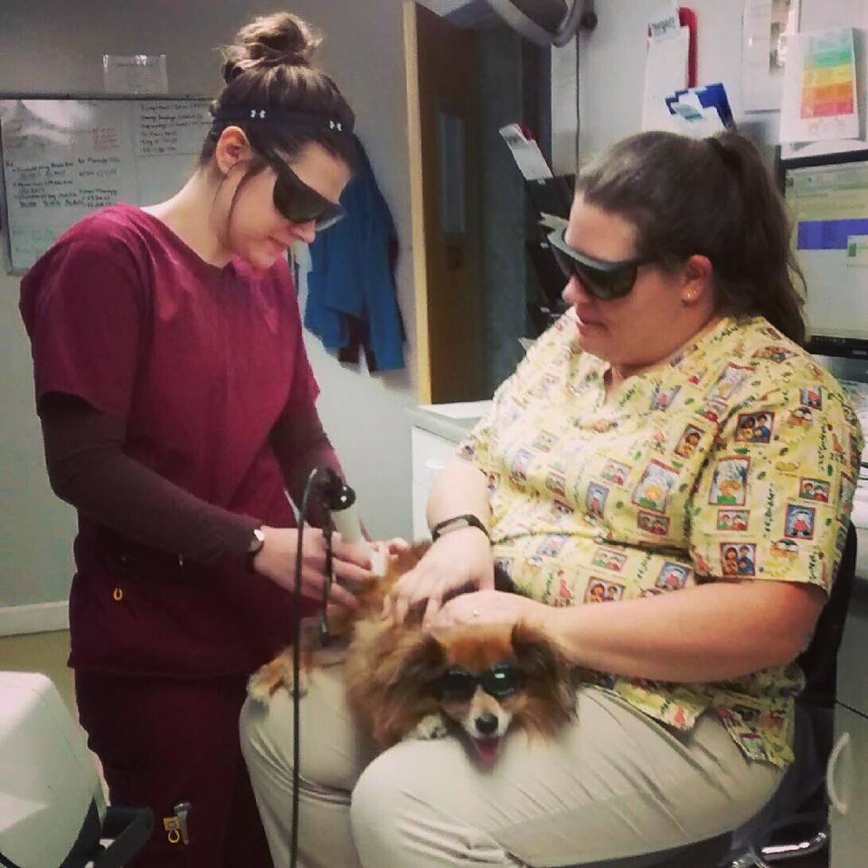 Dog getting Laser Therapy