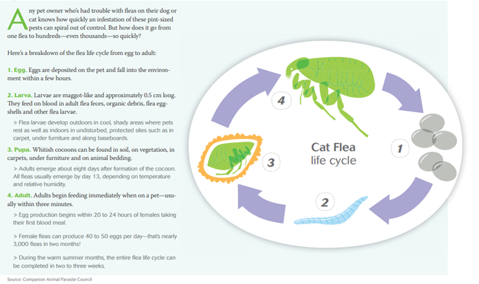 Flea Life Cycle