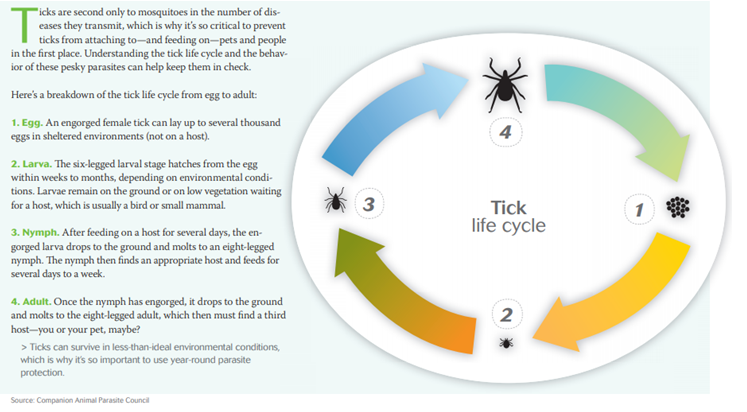 Tick Life Cycle