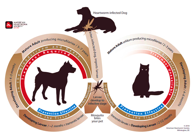 Heartworm Life Cycle