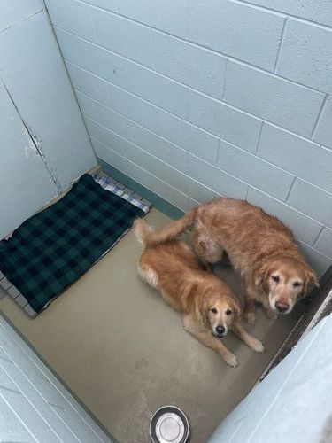 Occupied Large Dog Kennel with Double Dogs