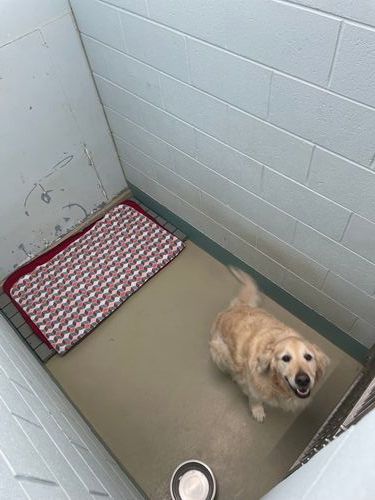 Occupied Large Dog Kennel with Single Dog