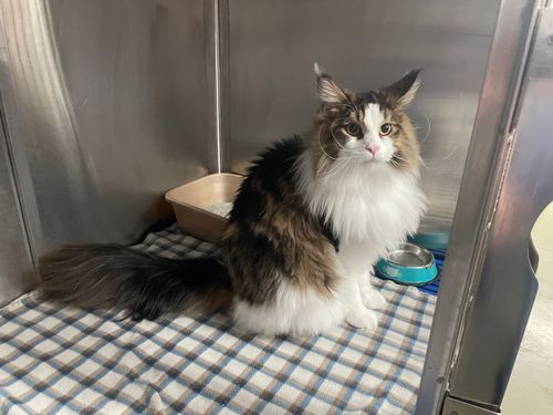 cat in kennel