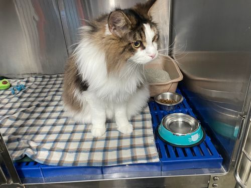 cat in kennel