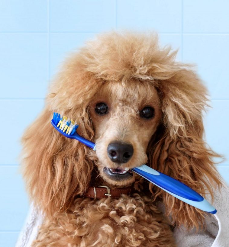 Dog with Toothbrush