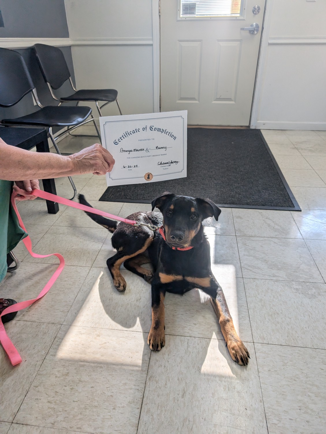 Dog Training Certificate